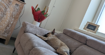 pauline pet sitter à MOUSCRON 7700_2