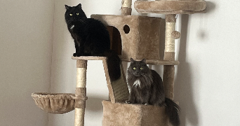 léna pet sitter à CHAMPIGNEULLES 54250_2