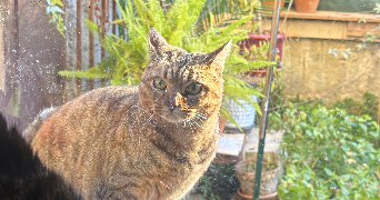 annah pet sitter à NICE 06000_3