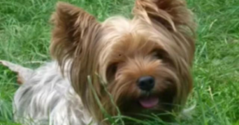 marina pet sitter à PARIS 17 75017_4