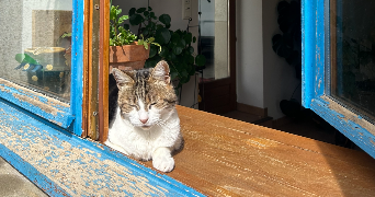 nolwenn cat sitter à PARIS 15 75015_1