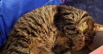 mathilde pet sitter à COUZEIX 87270_6
