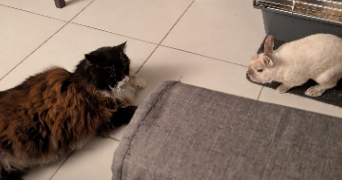 morgane pet sitter à TOURNEFEUILLE 31170_3