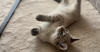 léna pet sitter à LANNILIS 29870_4