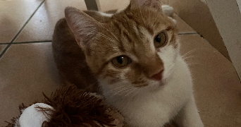 rebeca pet sitter à BAGNOLS SUR CEZE 30200_8