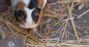 roxanne pet sitter à VINGRAU 66600_1
