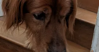 emmanuelle pet sitter à CANTELEU 76380