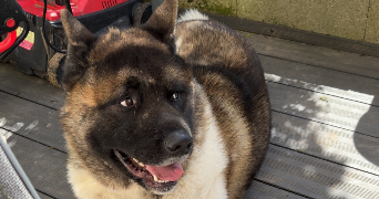 alycia pet sitter à Barentin 76360_4