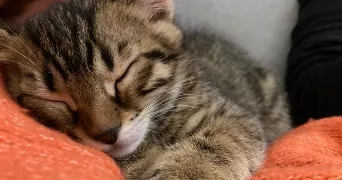 stephanie pet sitter à AVERNES 95450