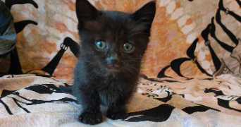 elisabetta pet sitter à Villeurbanne 69100_5