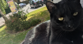 malou pet sitter à ELANCOURT 78990_3