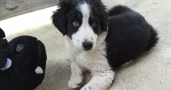 blandine pet sitter à IFS 14123