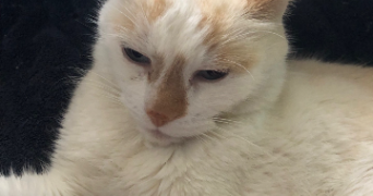 audrey pet sitter à PIERRE BENITE 69310_3