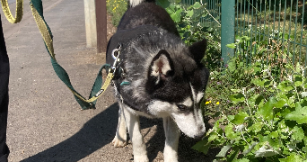 mathilde pet sitter à NANCY 54000_9