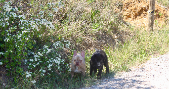 shana dog sitter à PERPIGNAN 66100_1