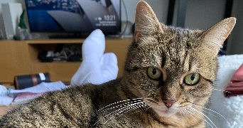 sofia pet sitter à NOISY LE GRAND 93160_5