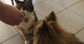 cassandre pet sitter à WAZIERS 59119_3