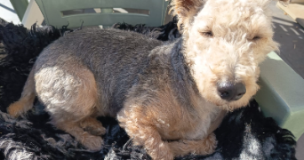 marion pet sitter à CHANTELOUP EN BRIE 77600_3
