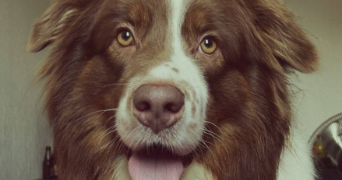 quentin pet sitter à LA MILESSE 72650_1