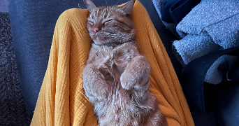 maëva pet sitter à PLESCOP 56890_3