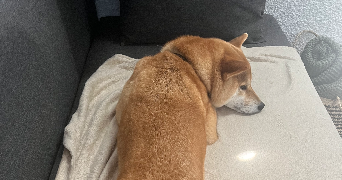 jade pet sitter à CLERMONT FERRAND 63000_3