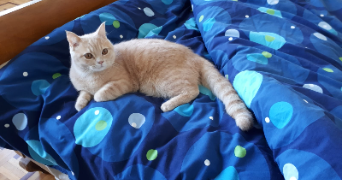 rosamaria pet sitter à TOULOUSE 31500_5