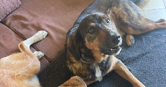 agnès dog sitter à LISLE SUR TARN 81310_9