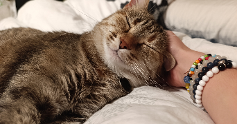 elsa pet sitter à TRETS 13530_1
