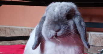 cédrine pet sitter à CAEN 14000_1