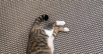 khadija pet sitter à COURBEVOIE 92400_1