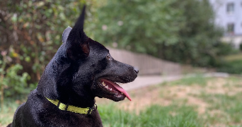 léa pet sitter à LIMOGES 87100_3