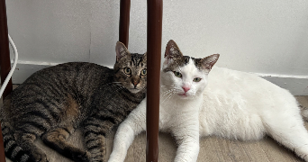 xheni pet sitter à CHAVILLE 92370_2