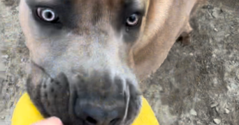 lénaïs pet sitter à Beauvoir sur mer 85230_5