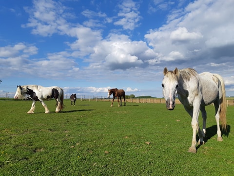 séverine pet sitter à Les Essarts-lès-Sézanne 51120_1