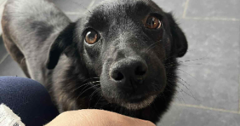 miniar pet sitter à PARIS 14 75014_2