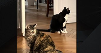 albane pet sitter à PARIS 17 75017_3