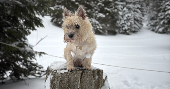 olympe pet sitter à VANVES 92170_8