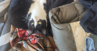 marion pet sitter à LISSES 91090_1
