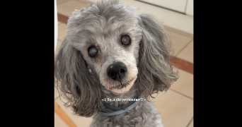 nora pet sitter à GOZÉE 6534_0