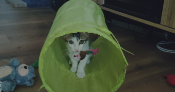 morgane cat sitter à TOULOUSE 31200_8