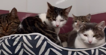 maëla pet sitter à BEGLES 33130_12