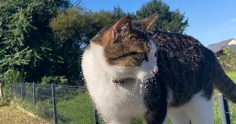 audrey pet sitter à LANGUIDIC 56440