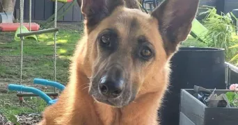 julie pet sitter à LAILLE 35890