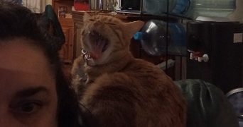 ludivine pet sitter à BENODET 29950_4