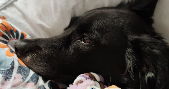 manon pet sitter à CHAMPIGNY SUR MARNE 94500_2