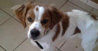 julianne pet sitter à NOMDIEU 47600_4