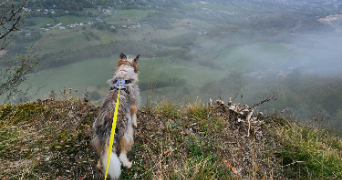 mathilde pet sitter à LA MOTTE SERVOLEX 73290_2
