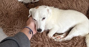 amandine pet sitter à ROYAT 63130_1