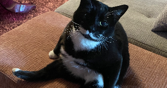 amandine pet sitter à ROYAT 63130_6