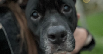 lilou pet sitter à ST JEOIRE 74490_1